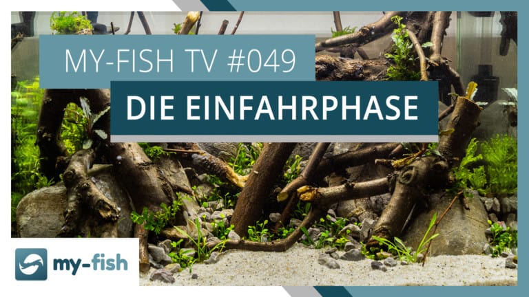 my-fish TV: Die Einfahrphase im Aquarium