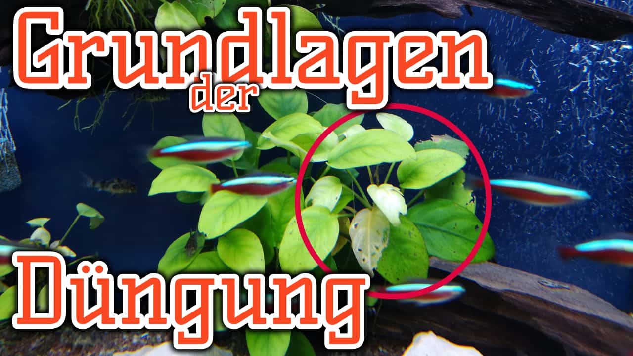 AQUaddicted! – Video Tipp: Düngung im Aquarium | Die Grundlagen
