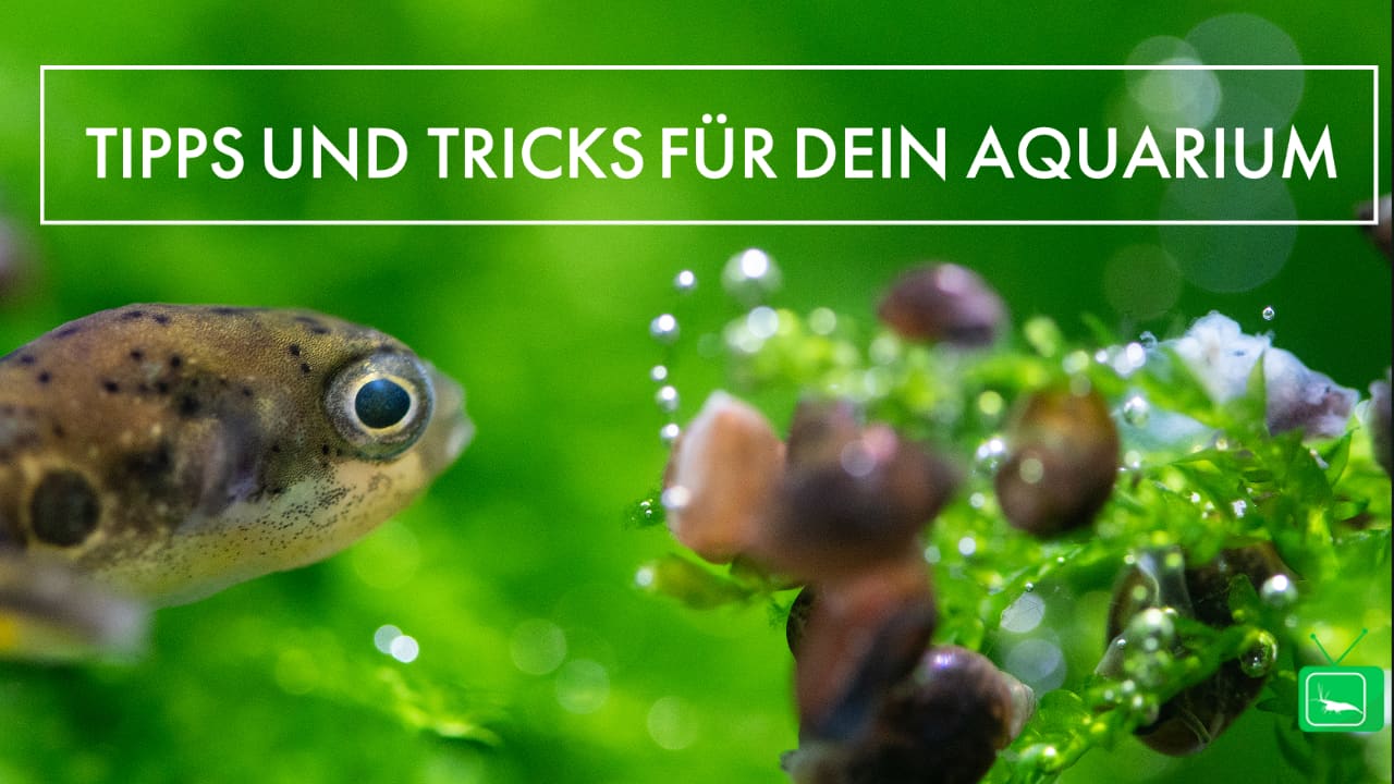 GarnelenTv: Kugelfisch Aquarium