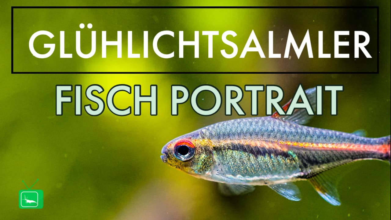 GarnelenTv: Glühlichtsalmler
