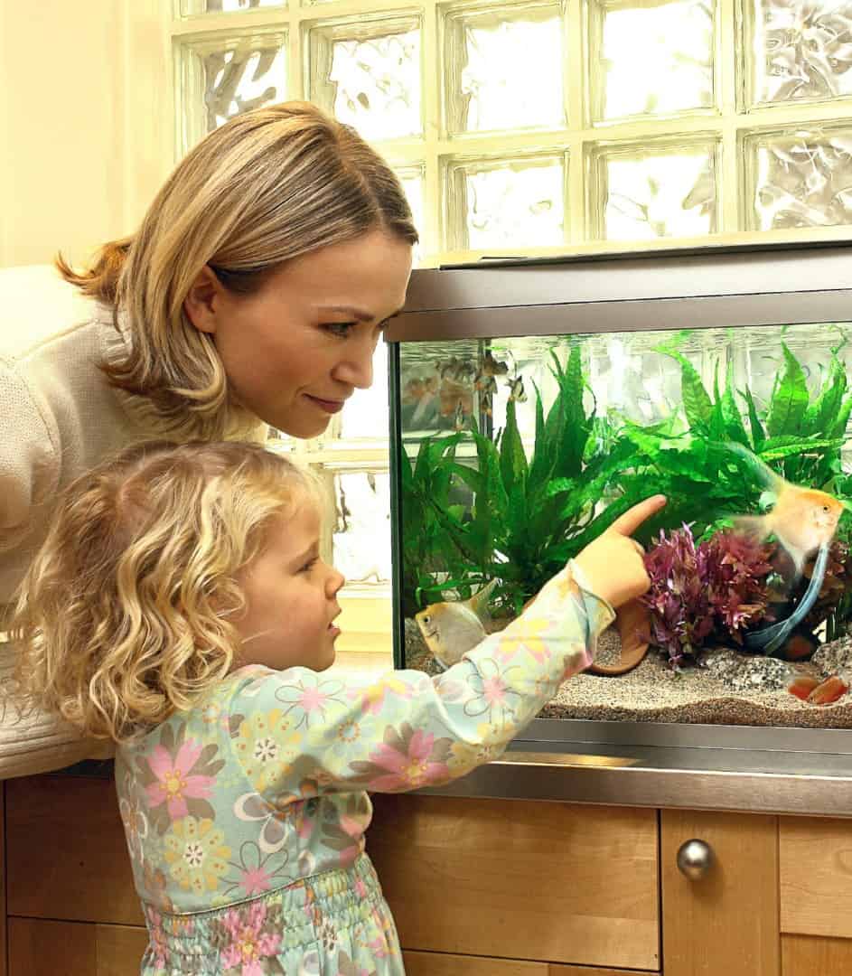 Checkliste für den Urlaub: So bereitet man das Aquarium vor
