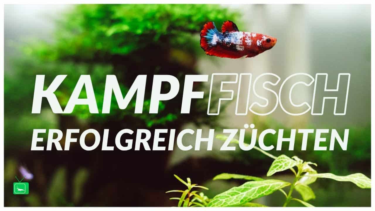 GarnelenTv: Kampffischzucht – So geht’s