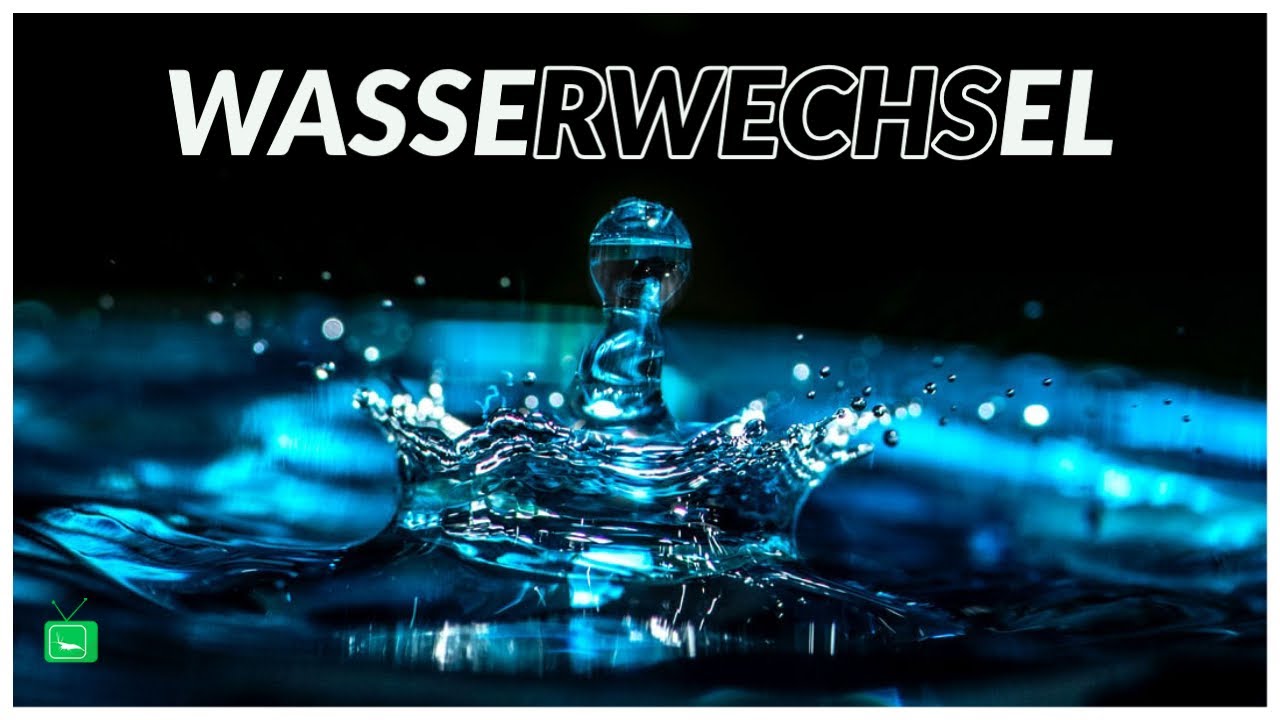 GarnelenTv: Wie mache ich einen Wasserwechsel?