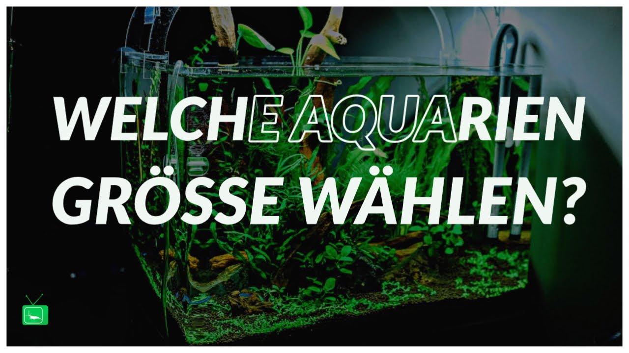 GarnelenTV: Die richtige Aquariengröße auswählen