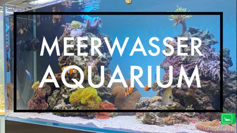 GarnelenTv: MEERWASSER TYPEN | Fisch-, Korallen und Steinaquarium