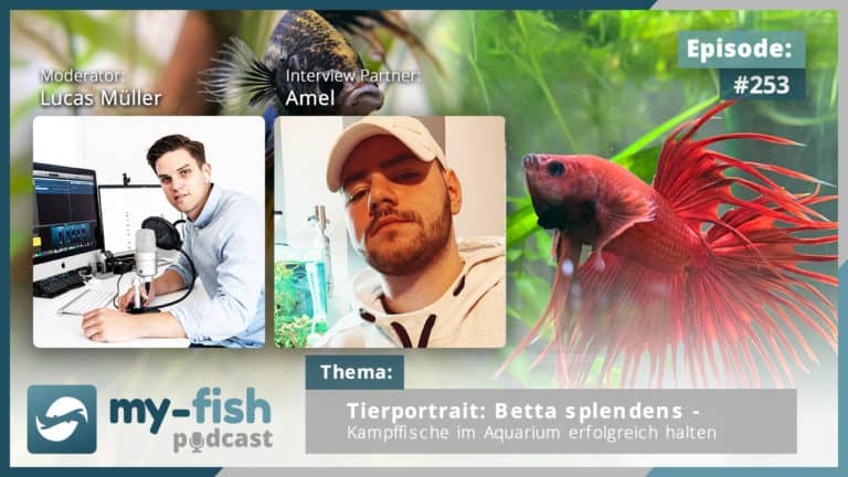 Podcast Episode #253: Tierportrait Betta splendens - Kampffische im Aquarium erfolgreich halten (Amel)