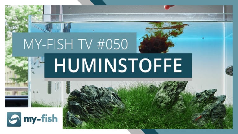 my-fish TV: Warum Huminstoffe im Aquarium wichtig & gesund sind