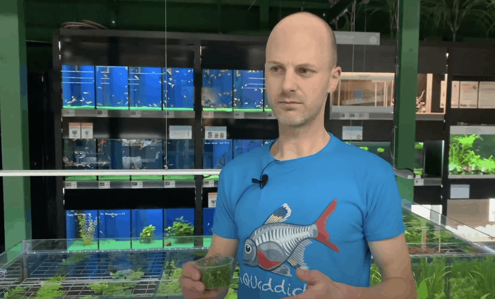 AQUaddicted! – Video Tipp:Marsilea hirsuta – Australischer Kleefarn im Portrait