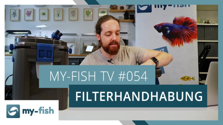 my-fish TV: Reinigung & Wartung des Filters im Aquarium