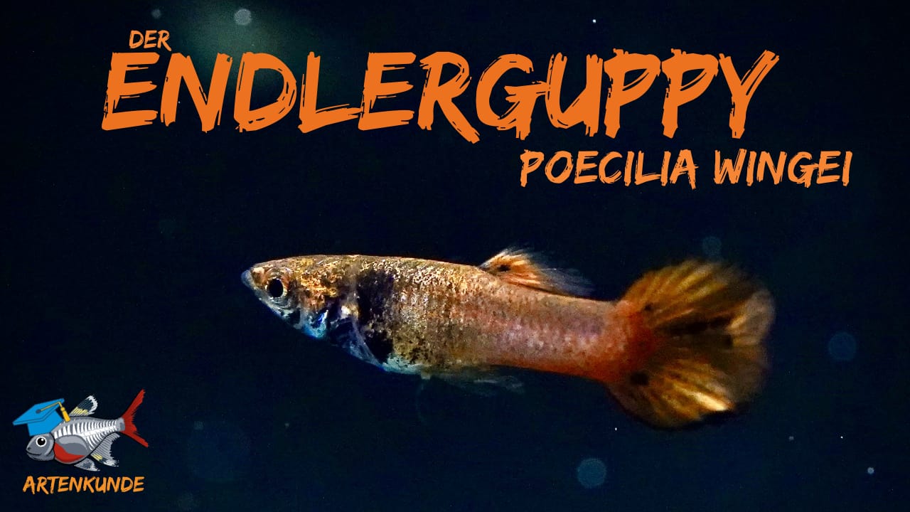 AQUaddicted! – Video Tipp: Der Endlerguppy im Portrait – Poecilia wingeri