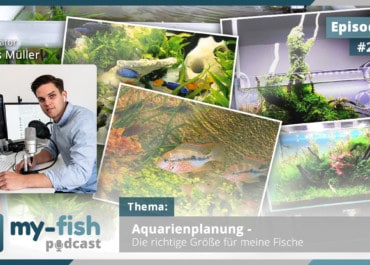 Podcast Episode #260: Aquarienplanung - Die richtige Größe für deine Fische