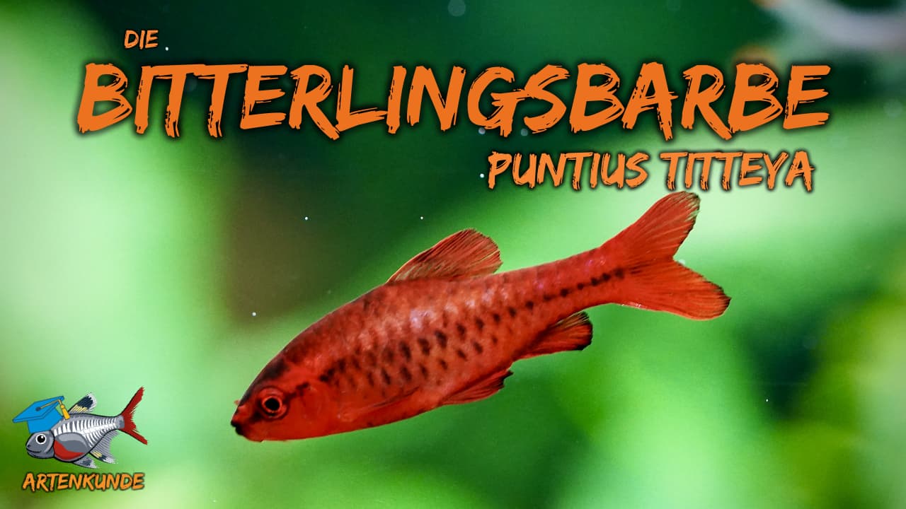 AQUaddicted! – Video Tipp: Die Bitterlingsbarbe im Portrait – Puntius titteya