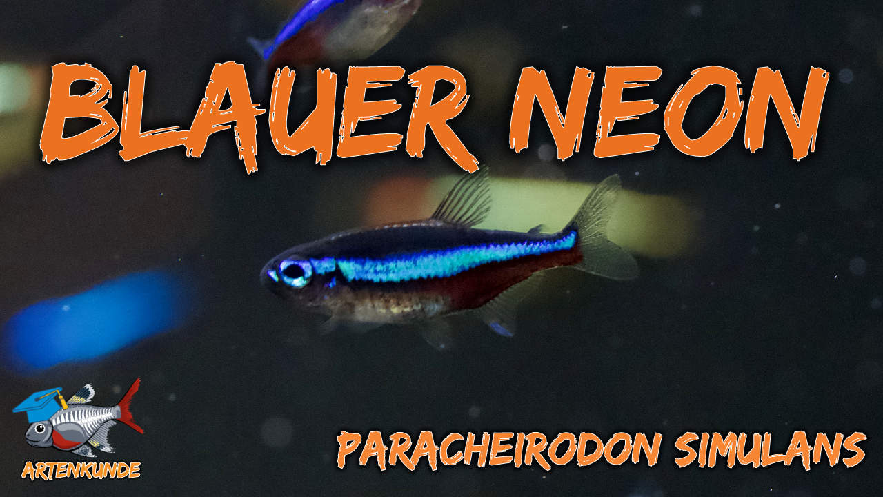 AQUaddicted! – Video Tipp: Der Blaue Neon im Portrait