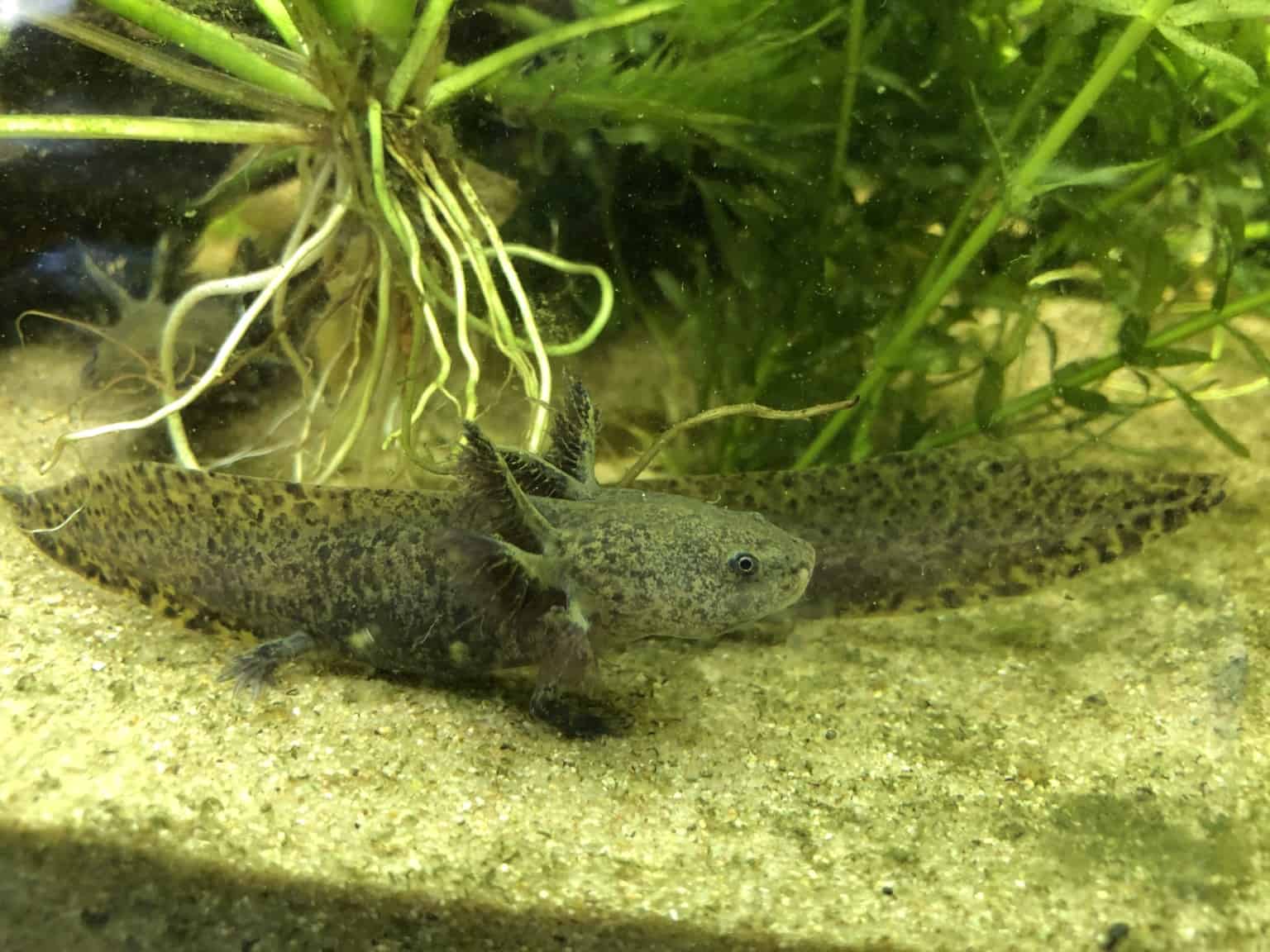 Ambystoma andersoni AndersonQuerzahnmolch myfish Aus Freude an