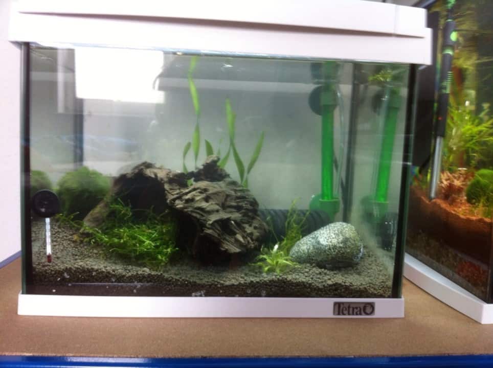 262 Garnelen im Aquarium halten So machst du deinen Filter