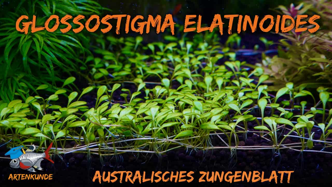 AQUaddicted! – Video Tipp: Das Australische Zungenblatt im Portrait