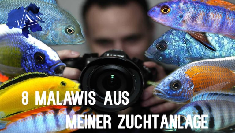 Tobis Aquaristikexzesse Video Tipp: 8 Malawis aus meiner Zuchtanlage