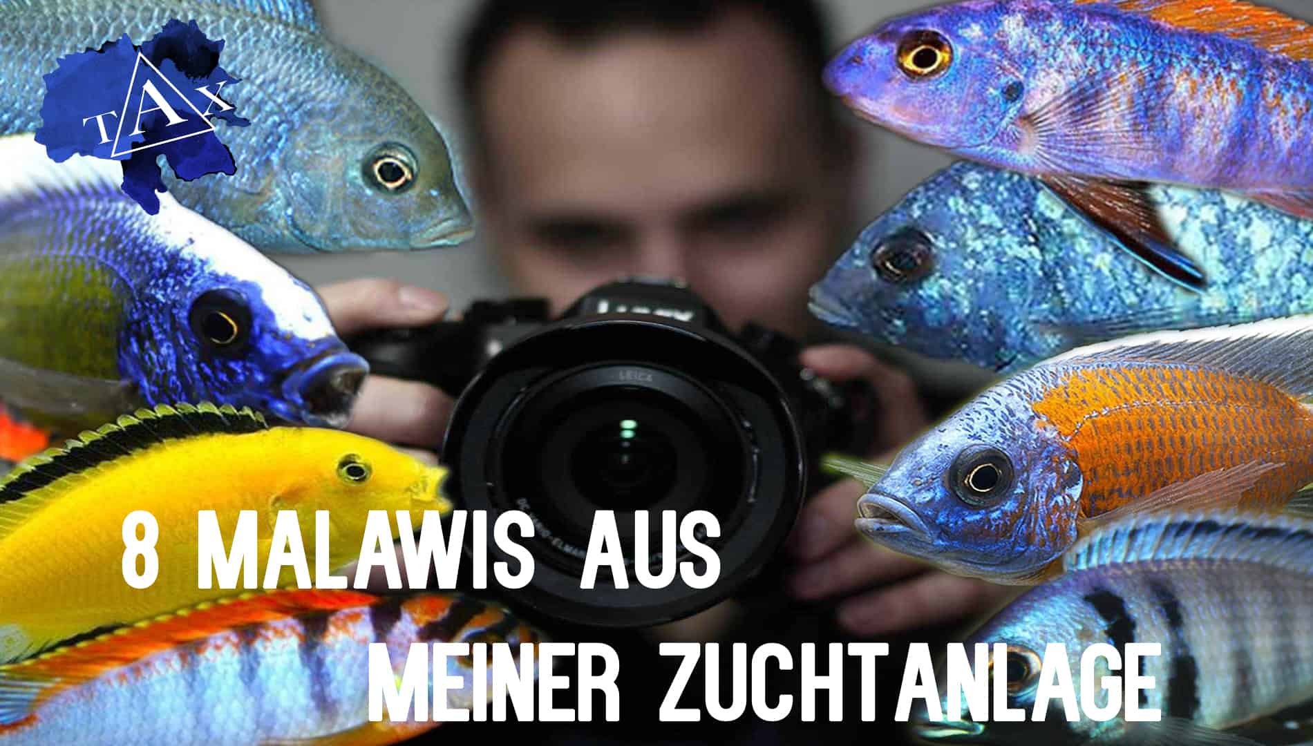 Tobis Aquaristikexzesse Video Tipp: 8 Malawis aus meiner Zuchtanlage