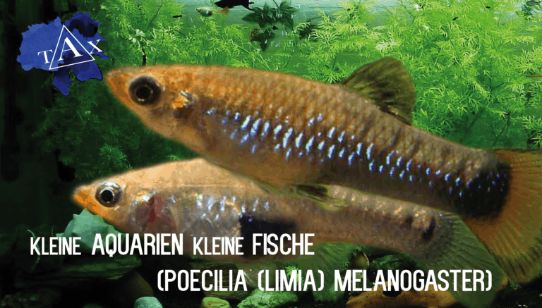 Tobis Aquaristikexzesse Video Tipp: Kleine AQUARIEN kleine FISCHE (Limia melanogaster)