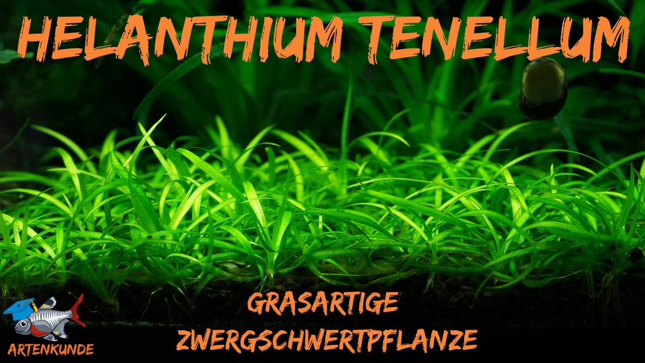 AQUaddicted! – Video Tipp: Die Zwerg-Schwertpflanze im Portait