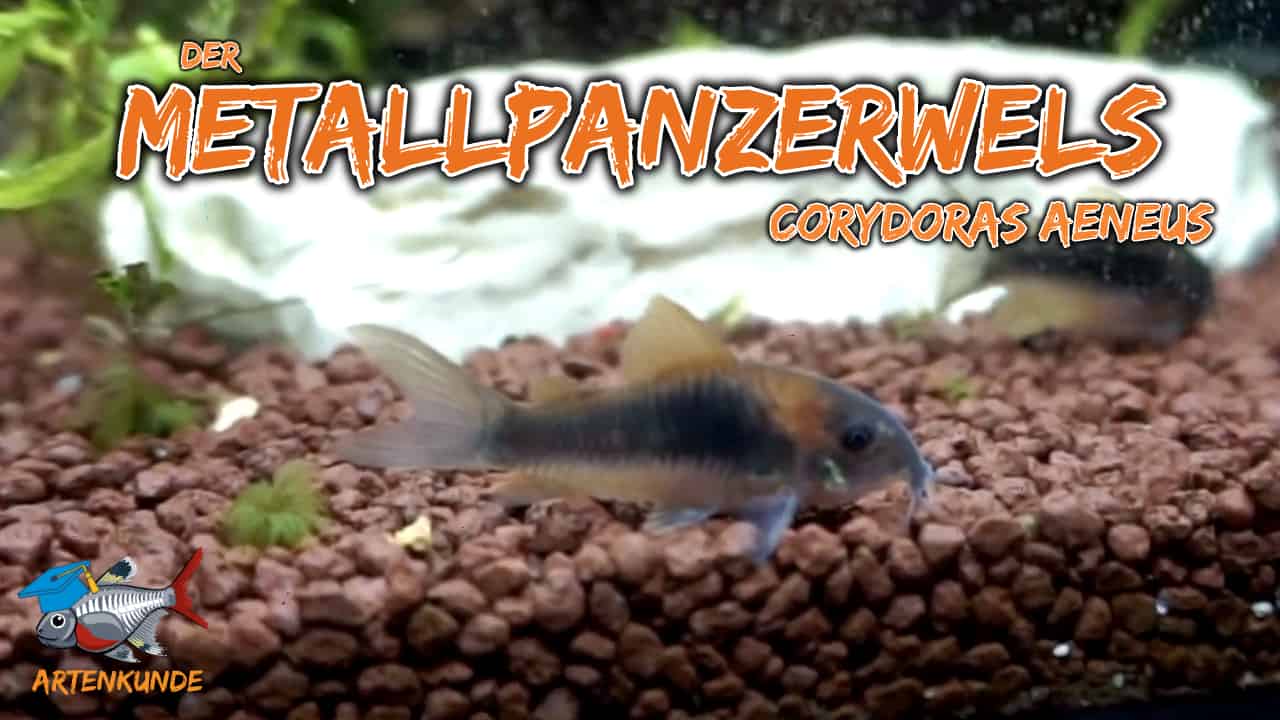 AQUaddicted! – Video Tipp: Der Metallpanzerwels im Portrait