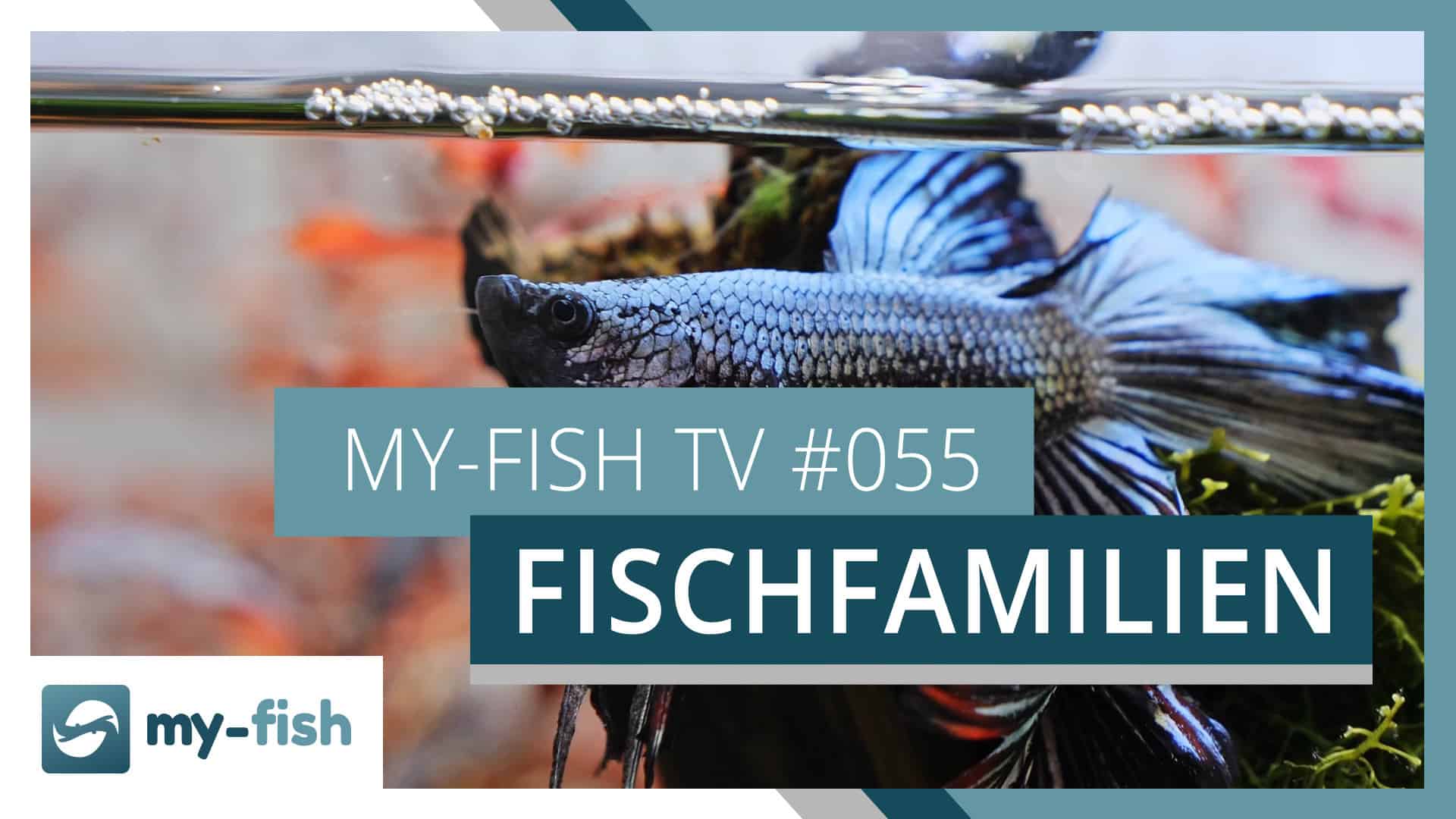 my-fish TV: Diese verschiedenen Fischgruppen kannst du im Aquarium halten