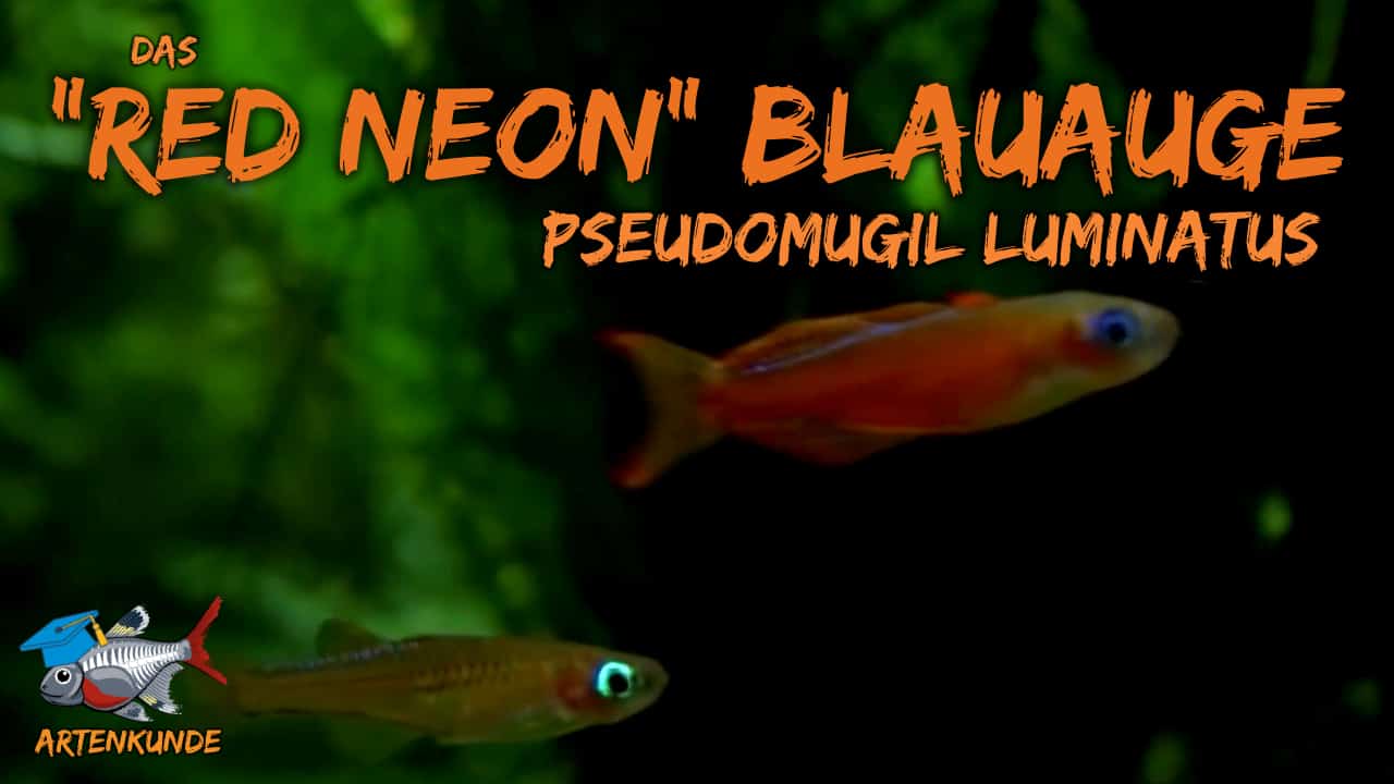 AQUaddicted! – Video Tipp: Das „Red Neon“ Blauauge im Portrait