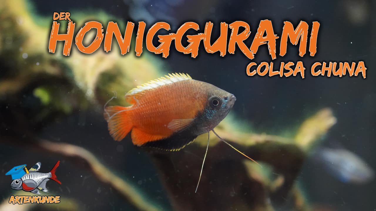 AQUaddicted! – Video Tipp: Der Honiggurami im Portrait