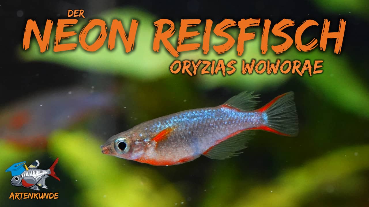 AQUaddicted! – Video Tipp: Der Neon-Reisfisch im Portrait