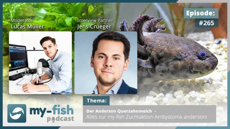 Podcast Episode #265: Der Anderson Querzahnmolch  - Alles zur my-fish Zuchtaktion Ambystoma andersoni (Jens Crueger)