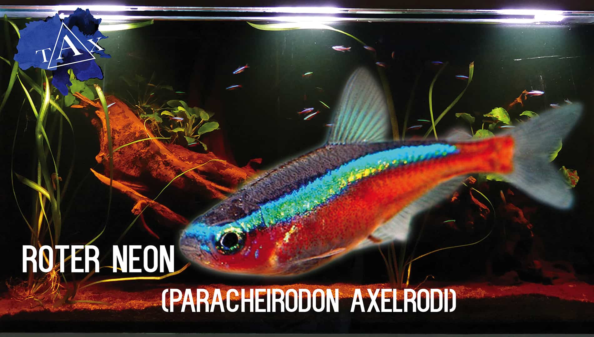 Tobis Aquaristikexzesse Video Tipp: Roter Neon