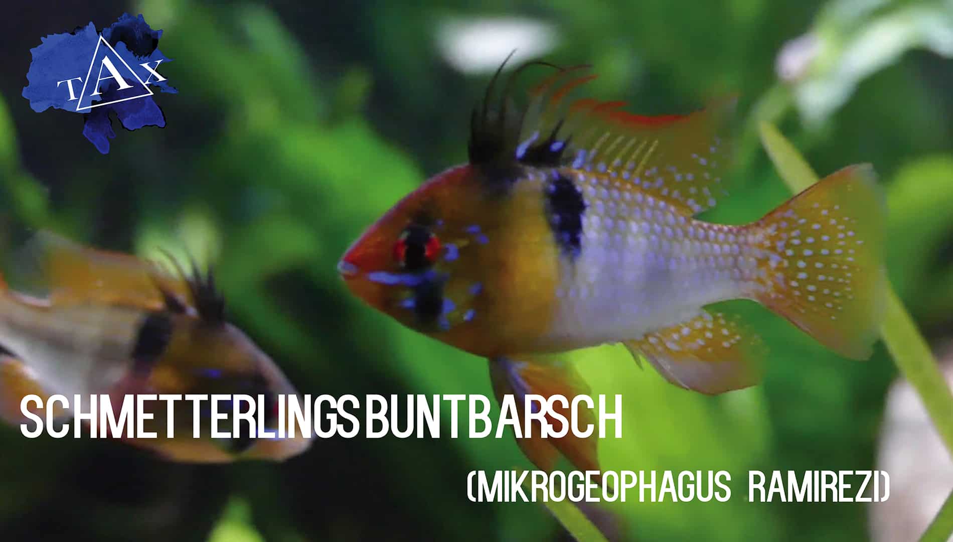 Tobis Aquaristikexzesse Video Tipp: Der Schmetterlingsbuntbarsch