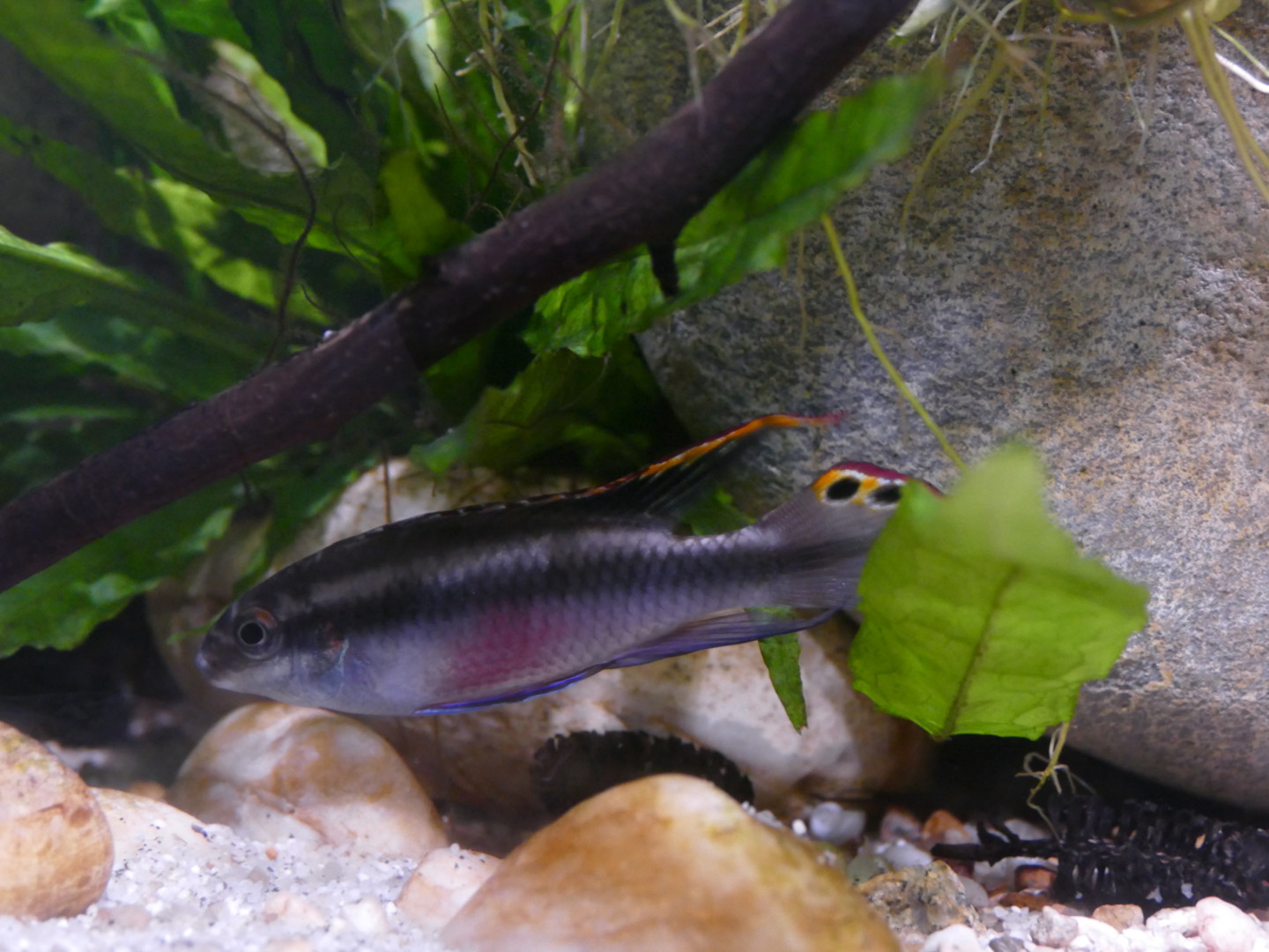 Tobis Aquaristikexzesse Video Tipp: Haltung und Pflege von Purpurprachtbuntbarsch