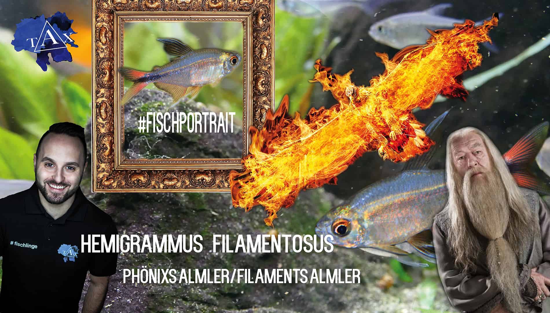 Tobis Aquaristikexzesse Video Tipp: Haltung und Pflege von Phönixsalmler