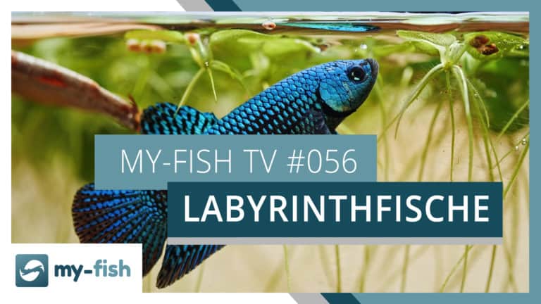 my-fish TV: Labyrinthfische - die Überlebenskünstler im Aquarium