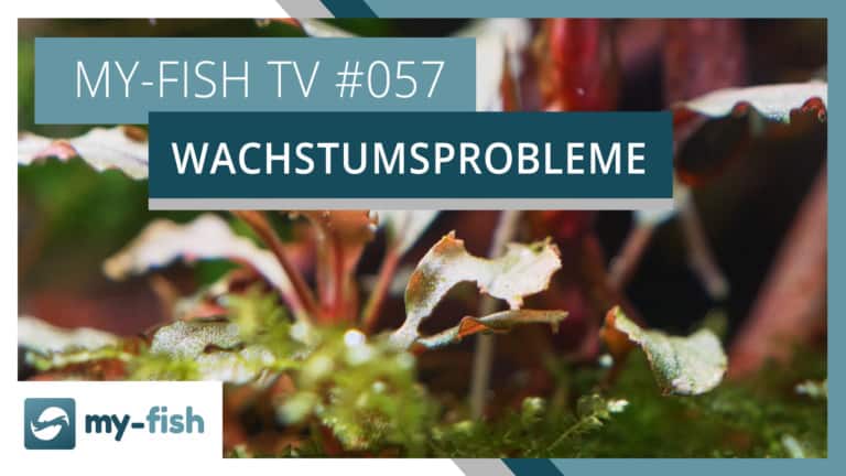 my-fish TV: 5 Gründe, warum deine Pflanzen im Aquarium nicht wachsen wollen