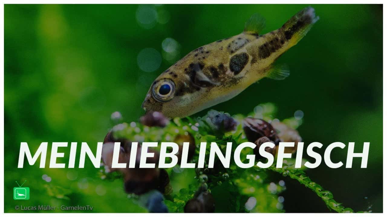 GarnelenTv: Lieblingsfisch – Erbsenkugelfisch