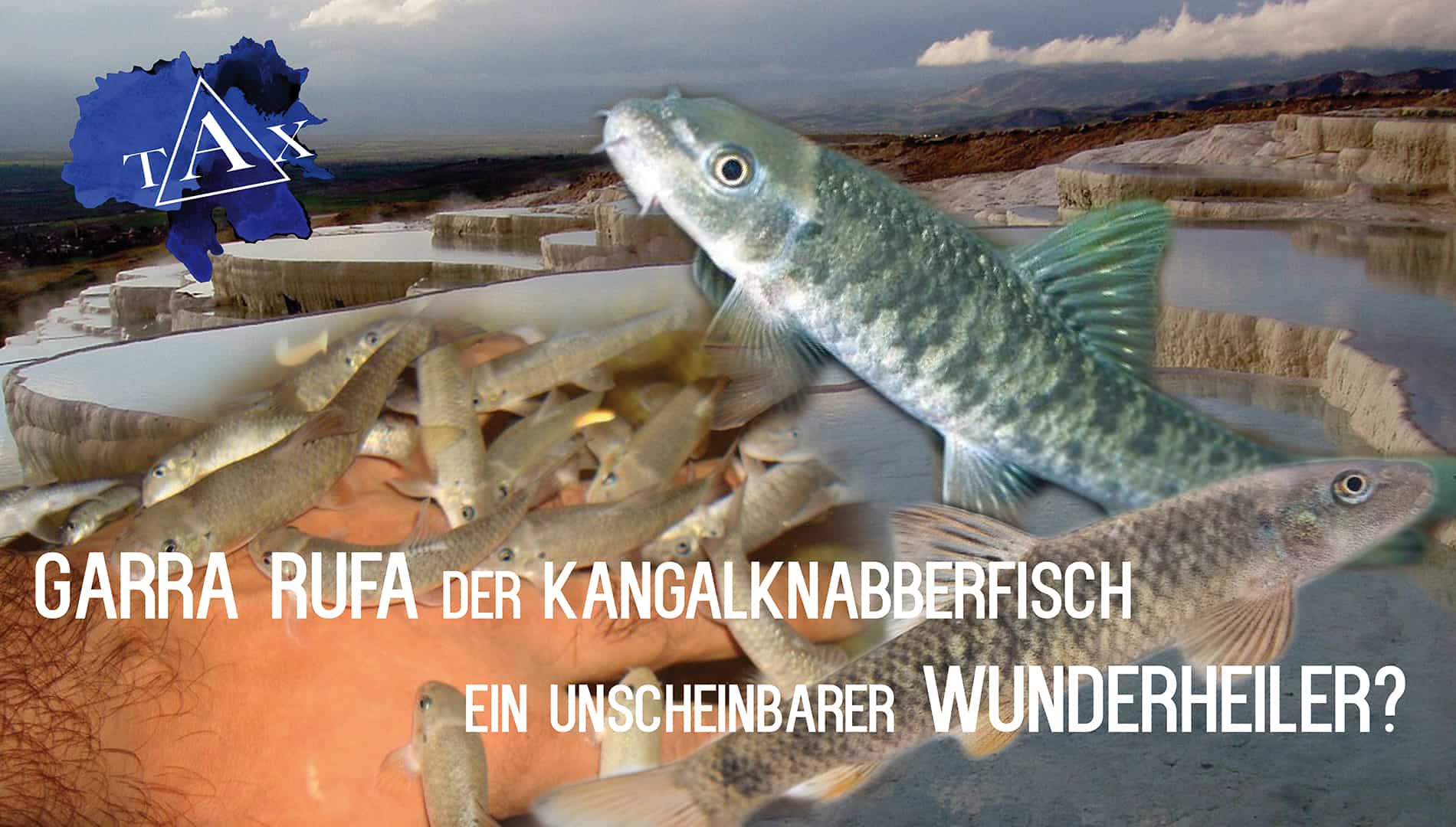 Tobis Aquaristikexzesse Video Tipp: Garra rufa Der Kangalknabberfisch