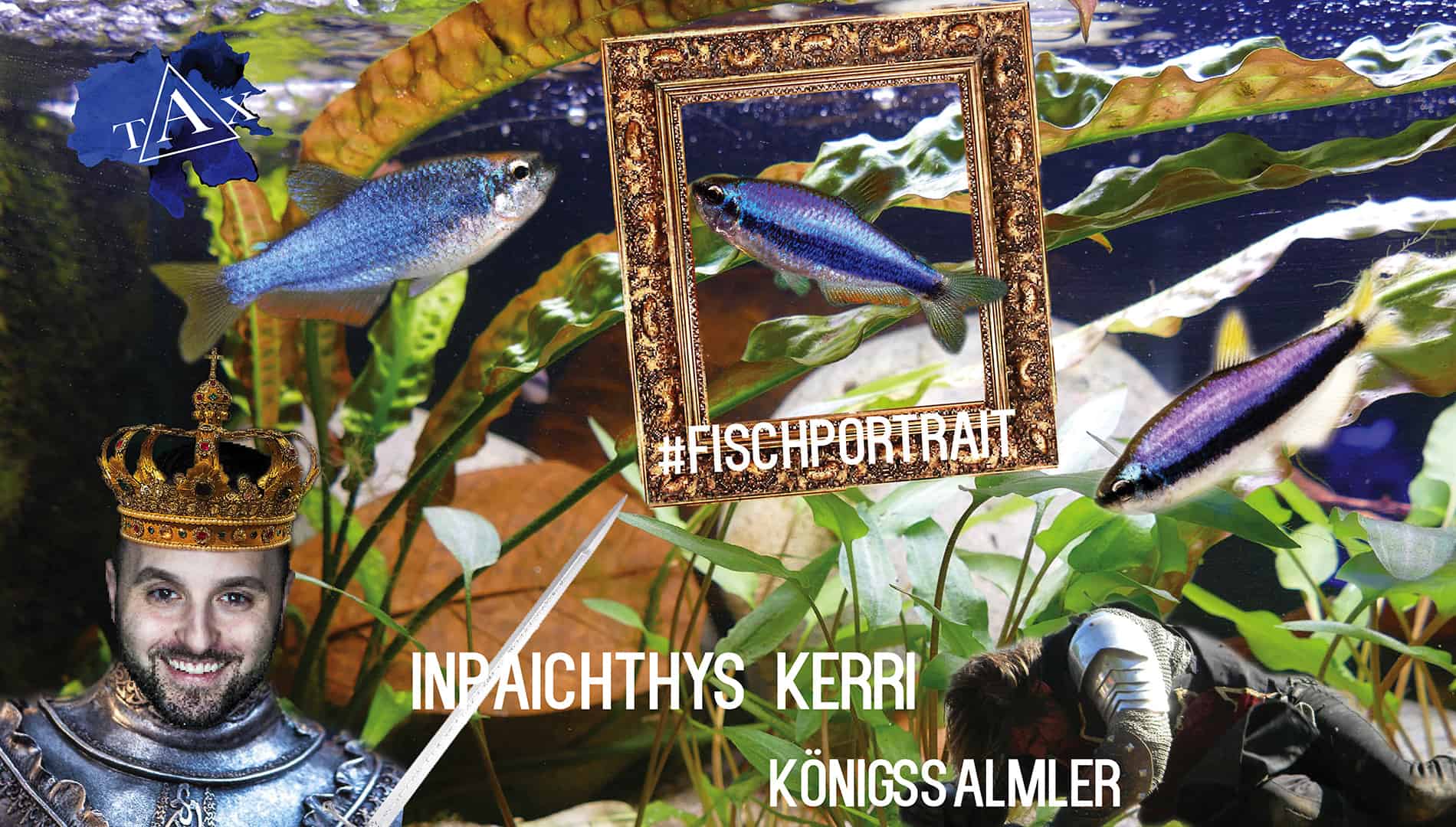 Tobis Aquaristikexzesse Video Tipp: Der Königssalmler