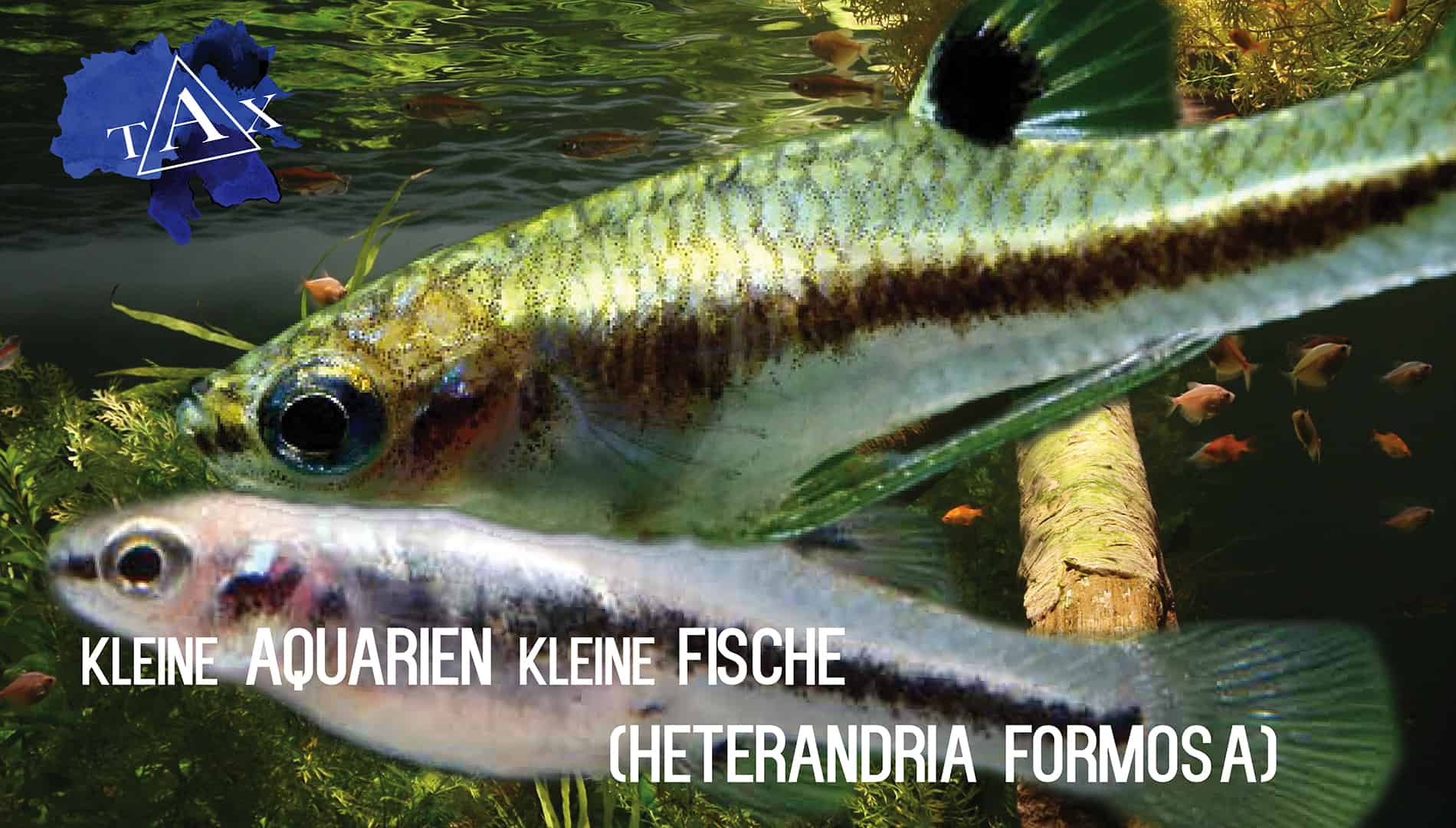 Tobis Aquaristikexzesse Video Tipp: Kleine Fische – Heterandria formosa