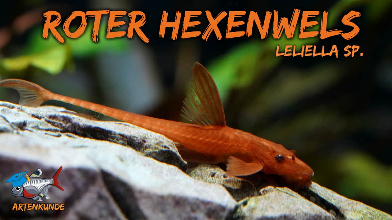 AQUaddicted! – Video Tipp: Der rote Hexenwels im Portrait