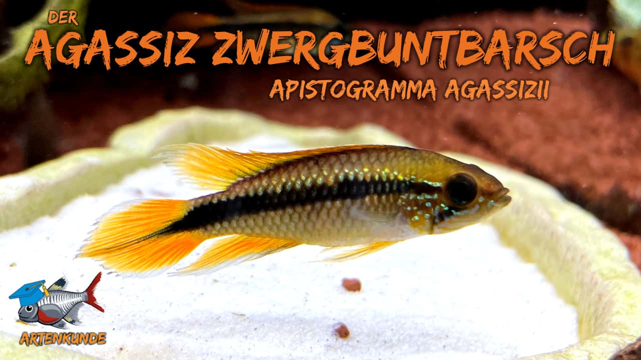 AQUaddicted! – Video Tipp: Der Agassiz-Zwergbuntbarsch im Portrait