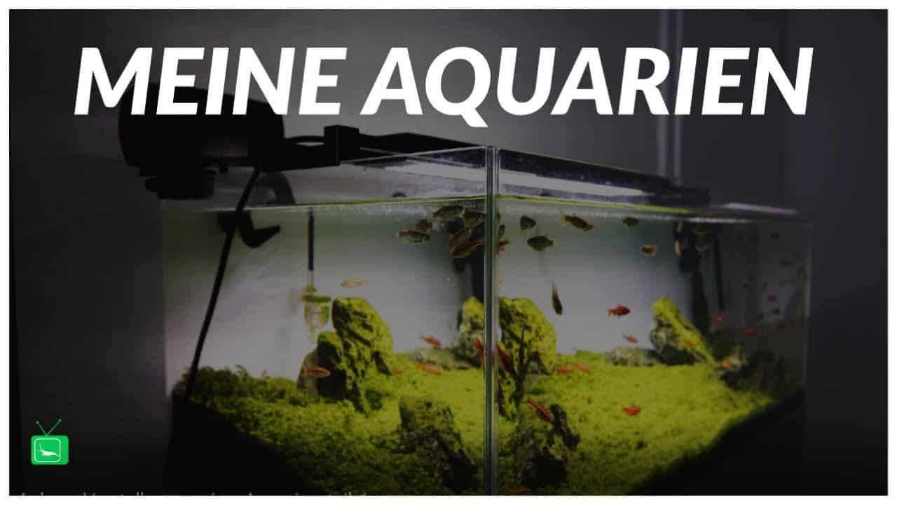 GarnelenTv – Video Tipp: Lucas stellt seine Aquarien vor
