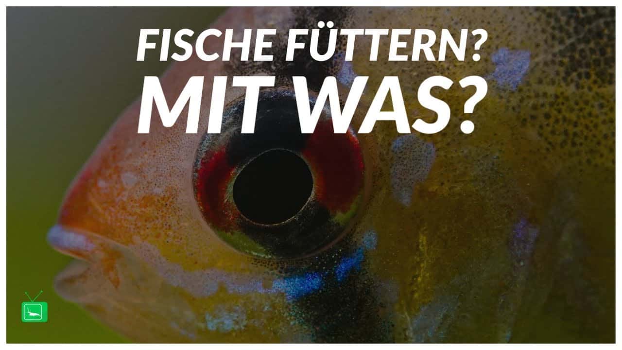 GarnelenTv – Video Tipp: Womit füttert Lucas seine Fische?
