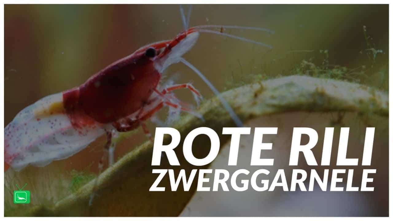 GarnelenTv – Video Tipp: – Red Rili Zwerggarnele
