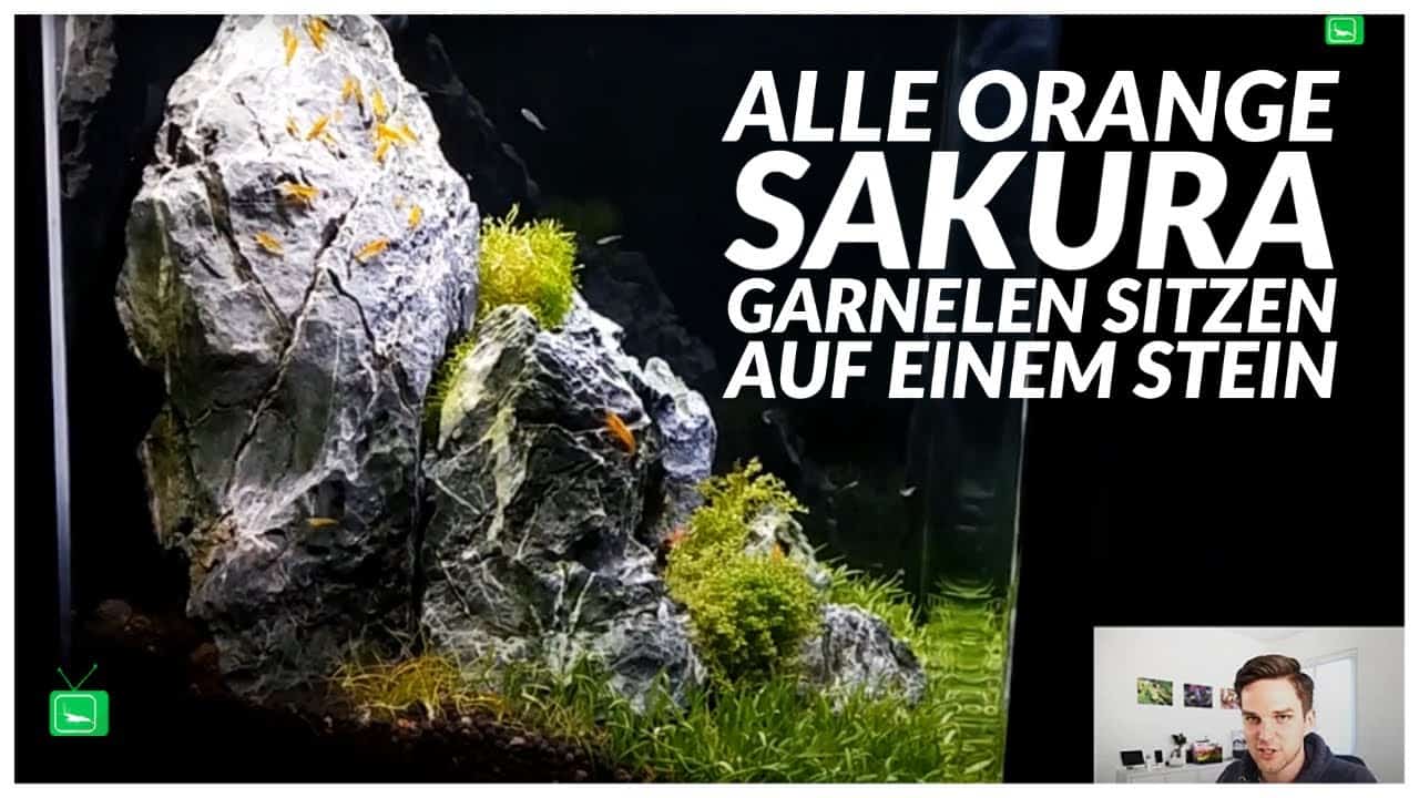 GarnelenTv Video Tipp: Orange Sakura Garnelen