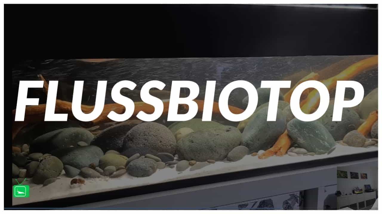 GarnelenTv Video Tipp: Flussbiotop Aquarium