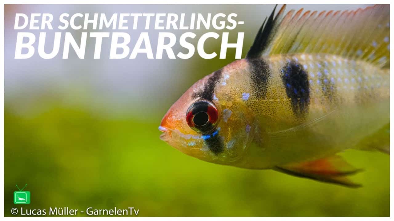 GarnelenTv – Video Tipp: Südamerikanischer Schmetterlingsbuntbarsch