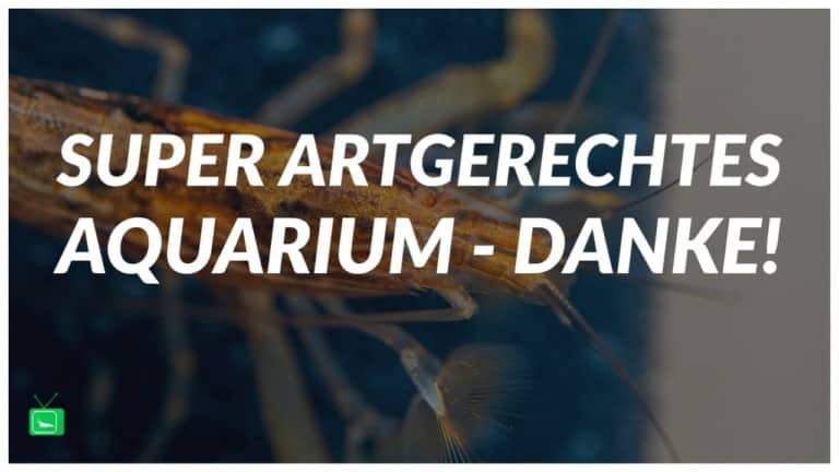 GarnelenTv Video Tipp: Artgerechtes Aquarium