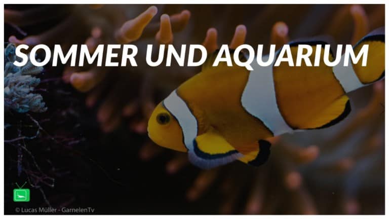 Garnelen Tv Video Tipp: Aquarien und Sommer